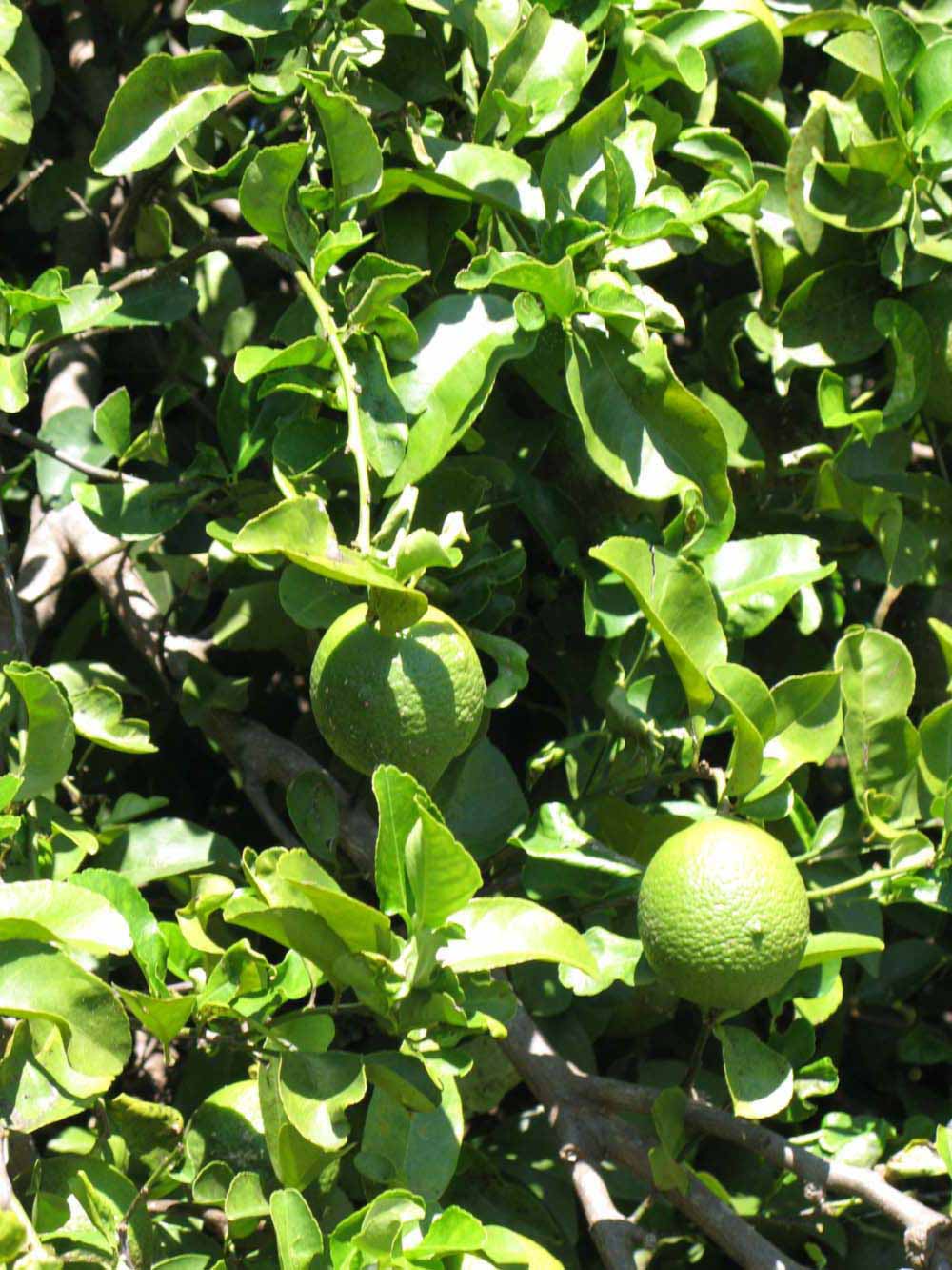             Sun leaves (Winter Haven, FL)       
